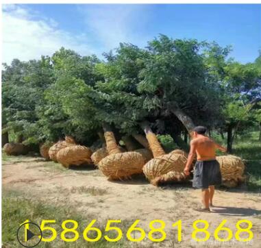 50公分国槐树移栽成活率高图3