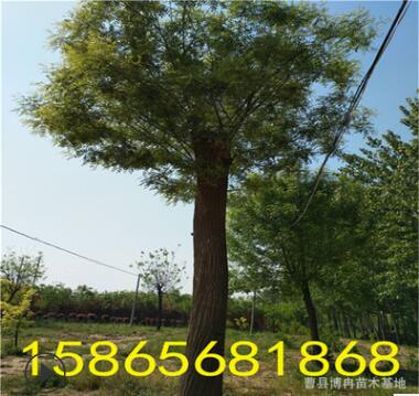 50公分国槐树移栽成活率高图2