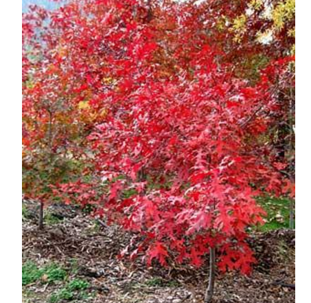 火焰红栎培育，火焰红栎种植，火焰红栎栽培，火焰红栎