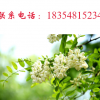 山东洋槐花直销基地， 药用型洋槐花批发价，洋槐花批发电话 槐花基地