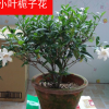 浓香型牡丹栀子花树苗 大叶小叶中叶栀子花苗盆栽小叶栀子花树苗