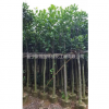 菠萝蜜_菠萝蜜基地直销_菠萝蜜批发_菠萝蜜报价_普宁菠萝蜜树苗种植基地哪家好