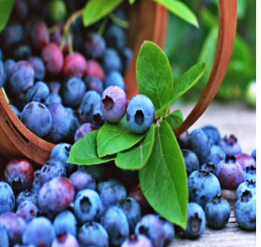 蓝莓树苗 蓝莓果树苗 地栽阳台庭院果树苗 防癌 排毒当年结果