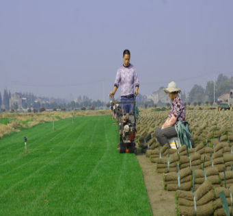 328果岭草 矮生百慕大 常年供应批发各种园林绿化草皮草坪
