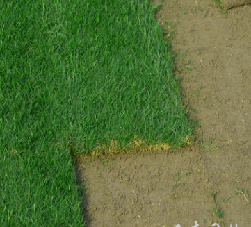 常州草坪基地常年供应批发各种绿化矮生百慕大果岭混播黑麦草