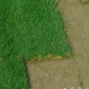 常州草坪基地常年供应批发各种绿化矮生百慕大果岭混播黑麦草