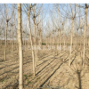 河南信阳金叶复叶槭、青叶复叶槭供应米径7-9公分