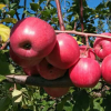 咔咔脆苹果厂家批发新苹红苹果果树 自然光照生长果树厂家直销