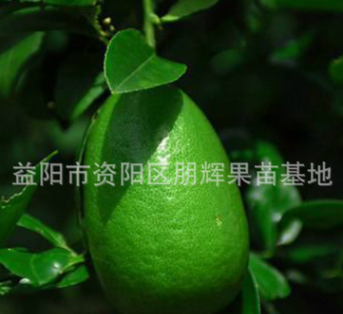 基地直销柠檬苗 正宗台湾无籽 香水柠檬苗 果大香浓可盆栽