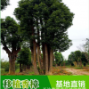 湖南香樟树批发多杆香樟丛生香樟树价格40-60香樟树低价销售