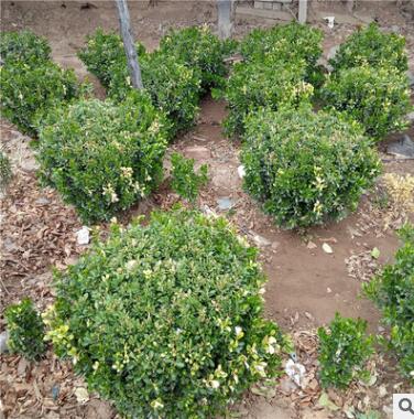 瓜子黄杨球 批发常绿灌木 小叶黄杨 大叶黄杨地被绿化 规格齐全