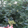 大红袍花椒苗 花椒苗的种植方法 花椒苗今年的价格是多少