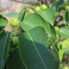 基地出售果树酥梨庭院园林种植品种齐全 嫁接苗梨树苗梨树小苗