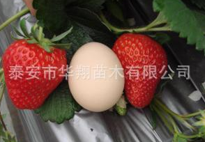 华翔园艺场大量供应红颜草莓苗 质量保证 量大优惠