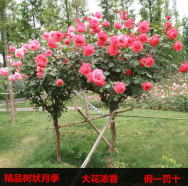 树状月季树形树桩月季花苗高档植物稀奇大花浓香当年开花