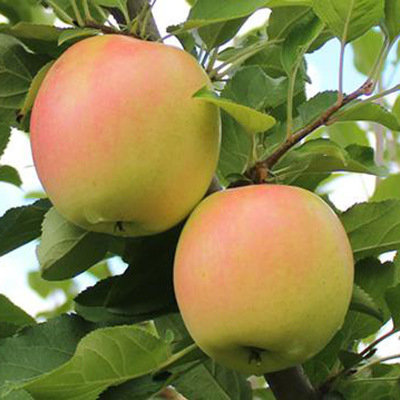 山东矮化苹果苗基地出售 红肉苹果苗 烟富系列苹果苗 嫁接好成活