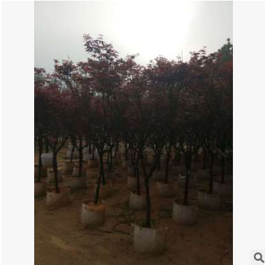 红枫，苗木基地自产自销，价格优惠，成活率高，园林工程绿植图2