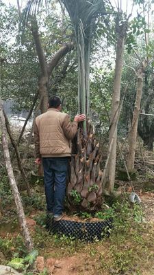 布迪椰子的规格齐全，布迪椰子的价格合理，福建基地直销图2