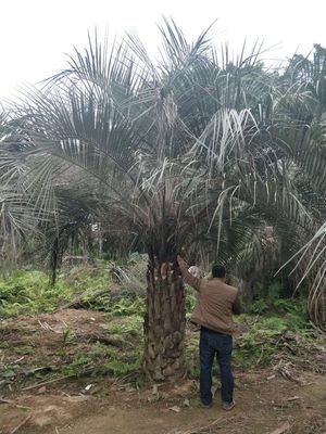 布迪椰子的规格齐全，布迪椰子的价格合理，福建基地直销