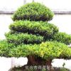 宏烈苗木场 苗圃基地供应 各种规格蚊母 树形优美 品种齐全