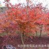 产地直销-湖南绿化庭院绿化树 供应优质红枫 货源充足 价格优惠