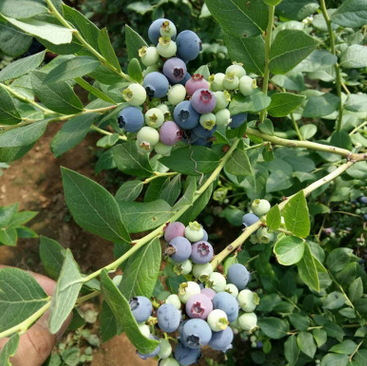 基地现挖现卖蓝莓树 专业种植兔眼蓝莓树 产量高收益高兔眼蓝莓树