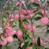 园林基地直销果肉清脆香甜苹果苗 助消化金群小苹果苗 挂果多质优