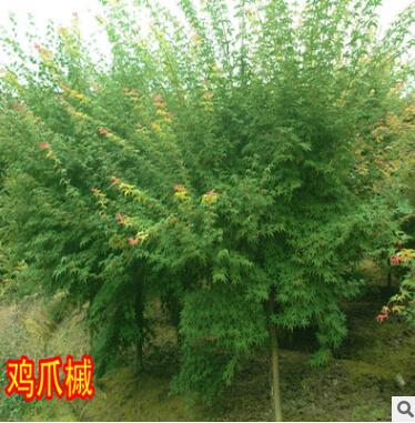 庭院花卉鸡爪槭苗工程绿化苗木青枫树苗青枫苗嫁接红枫苗风景树图2