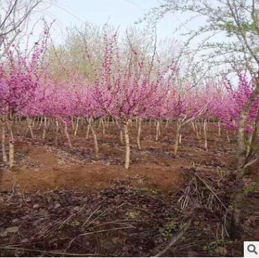 四季庭院绿化苗木 满条红紫荆树苗 紫荆花树苗 庭院绿化地被植物图1