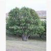 批发价直销蒙古栎 优良品种蒙古栎