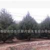 批发价供应大量白皮松 根系发达白皮松 工程绿化用白皮松