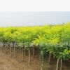 优质黄金槐种植热卖各种规格黄金槐 量大从优 优质黄金槐