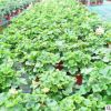 四季开花 重瓣 天竺葵花苗 室内桌面盆栽 阳台花卉植物 园林苗木
