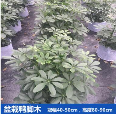 鸭脚木 花叶 鹅掌柴 中型租摆盆栽批发 园林工程花木