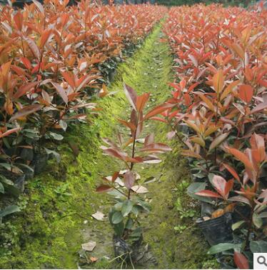 红叶石楠 红叶石楠苗 绿化工程 庭院绿篱植物 基地直销图2