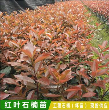 红叶石楠 红叶石楠苗 绿化工程 庭院绿篱植物 基地直销