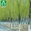 基地供应绿化苗木垂柳 护坡 垂柳树苗 绿化工程 庭院专用