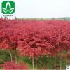 日本红枫基地促销 红枫小苗 盆栽红枫树苗绿化树苗保证成活率