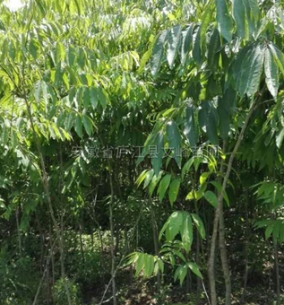 无患子3报价/安徽无患子3报价