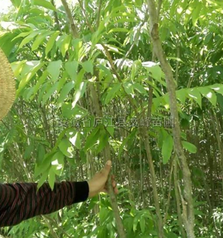 安徽无患子4介绍