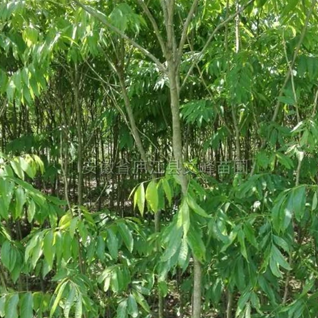 无患子5*新价格/无患子5报价