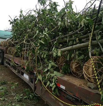 大量供应10-20公分紫花泡桐