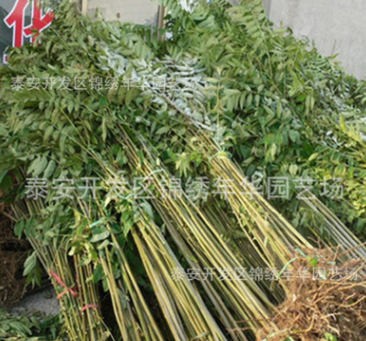矮化香椿苗 泰安锦绣年华 成活率高 喜温耐寒 当年苗 优质香椿苗