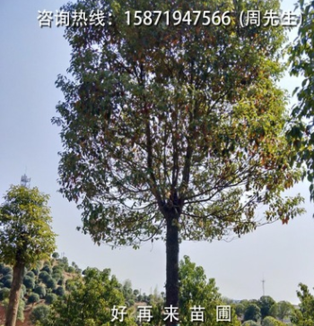 街道绿化驱蚊美观净化空气遮阳光香樟树香樟苗大叶樟庭院绿植图2