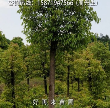街道绿化驱蚊美观净化空气遮阳光香樟树香樟苗大叶樟庭院绿植
