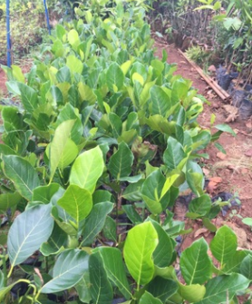 菠萝蜜苗 果树苗 菠萝苗 基地直销