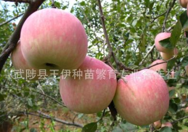 王伊种苗专供 弘前富士苹果苗 优质晚熟苹果苗河南果树苗
