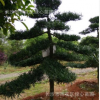 自家苗圃直销10公分12公分造型罗汉松 13公分 湖南罗汉松