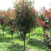 红叶石楠 各种规格 红叶石楠球 用于工程 园林红叶石楠价格