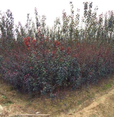 专业种植紫叶李 2-8公分红叶李 产地直销 树苗生长旺盛